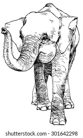 Hand Drawn Sketch Of Asian Pygmy Elephant