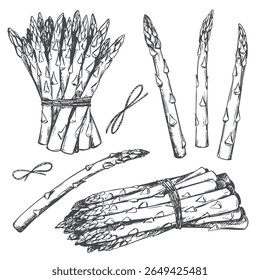 Esboço desenhado à mão de espargos. Conjunto de brotos de grama-parda e cachos para gravação manual. Ilustração de tinta linear vetorial em fundo branco. Desenhado à mão, imitação da técnica de gravação.