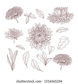 Hand drawn sketch of aster flowers and leaves. Line art design