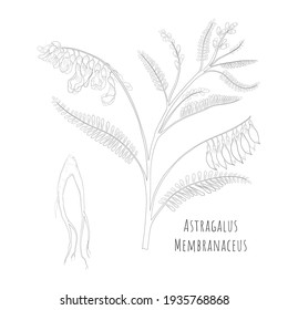 Handgezeichnete Skizze von Astragalus membranaceus oder Huang Qi. Silhouette der Huang Qi Pflanze einzeln auf weißem Hintergrund. Ideal für Magazin, Rezept Buch, Poster, Karten, Menu Cover, jede Werbung.