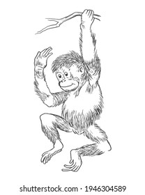 Hand drawn sketch of baby orang utan
