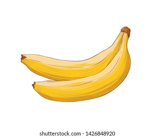 Hand drawn sketch of banana in color isolated on white background. Detailed vintage style drawing. Vector illustration