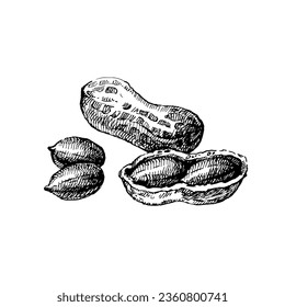 Dibujo de mano hueco frijol vectores de nuez de cacahuete ilustración aislada