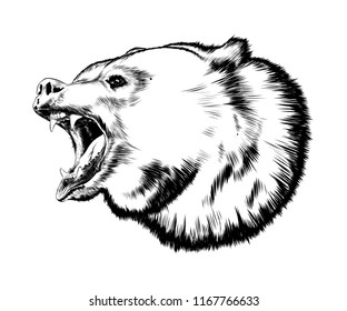 Hand drawn sketch of bear in black isolated on white background. Detailed vintage style drawing. Vector illustration