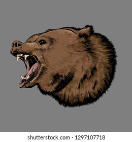 Hand drawn sketch of bear in color isolated on gray background. Detailed drawing, for posters, decoration and print. Vector illustration.