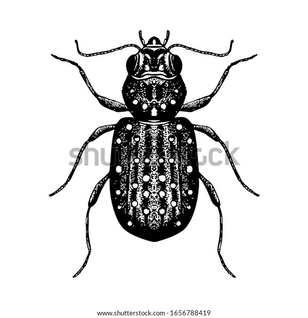 カブトムシの手描きのスケッチ 昆虫のベクターイラスト 白黒の昆虫画 アイコン ロゴ タトゥーデザインのエレメント のベクター画像素材 ロイヤリティフリー