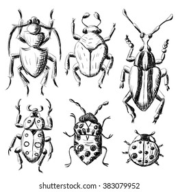 Hand drawn sketch beetles set (4 of 4). Art collection insects for prints or design. Isolated on white