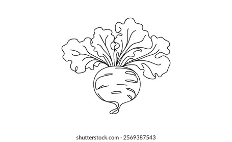 hand drawn sketch of beetroot