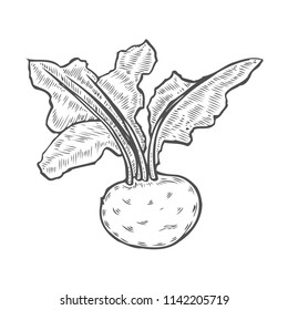 Hand drawn sketch beets sketch. Vector organic food illustration isolated on white background.