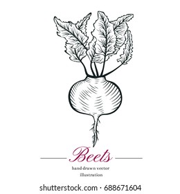 Hand drawn sketch beets sketch. Vector organic food illustration isolated on white background. 