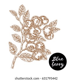 Hand drawn sketch berries. Ripe blueberry branch isolated on white. Vector illustration vintage