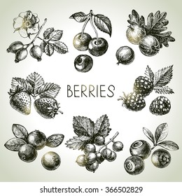 Hand drawn sketch berries set. Vector illustration of eco food