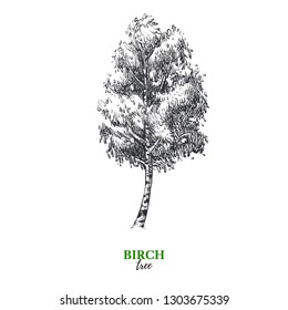Hand drawn sketch birch tree illustration. Vector isolated vintage background