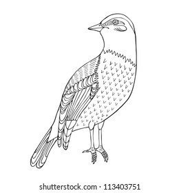 hand drawn sketch bird