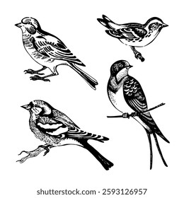 Hand drawn sketch bird set. Vector illustration