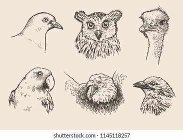 Hand drawn sketch of birds in set. Vector illustration