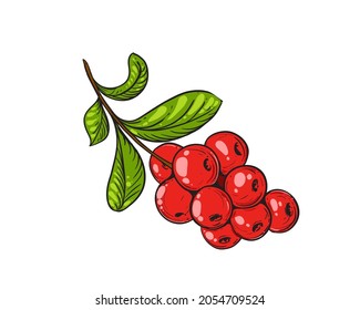 Dibujo a mano de arándano negro y color, hoja. Berry de ilustración de vector. Elementos en etiqueta de estilo gráfico, tarjeta, etiqueta, menú, paquete. Estilo grabado