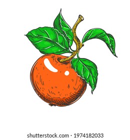 Hand drawn sketch black and red, green of fruit apple, branch, leaf. Vector illustration. Elements in graphic style label, card, sticker, menu, package. Engraved style illustration.