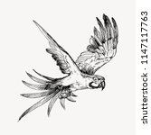Hand drawn sketch black and white vintage exotic tropical bird parrot macaw flying. Vector illustration isolated object