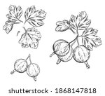 Hand drawn sketch black and white set of gooseberry branch, leaf and berry. vector illustration. Dewberry. Elements in graphic style label, card, sticker, menu, package, poster.