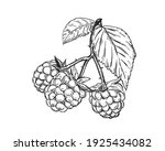 Hand drawn sketch black and white of raspberry, leaf, berry plant. Vector illustration. Elements in graphic style label, card, sticker, menu, package. Engraved style illustration.