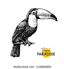 Hand drawn sketch black and white vintage exotic tropical bird toucan. Vector illustration isolated object