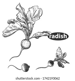 Hand drawn sketch black and white garden radish. Vector illustration of radish. Elements in graphic style of packaging