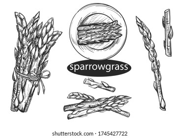 Hand drawn sketch black and white coffee set. Vector illustration of asparagus, grass. Elements in graphic style menu of sparrowgrass.