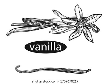 Hand drawn sketch black and white vanilla set. Vector illustration of spice, flowers. Elements in graphic style label, card, sticker, menu, package.
