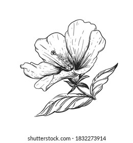 Hand drawn sketch black and white hibiscus flowers. Vector illustration. Elements in graphic style label, card, sticker, menu, package.