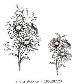 Hand drawn sketch black and white flowers daisy. Vector illustration. Elements in graphic style label, card, sticker, menu, package.