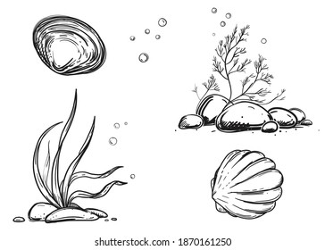 Hand drawn sketch black and white set of marine shell, conch, seashell, mussel, pearl. Vector illustration. Elements in graphic style label, card, sticker, menu, package.