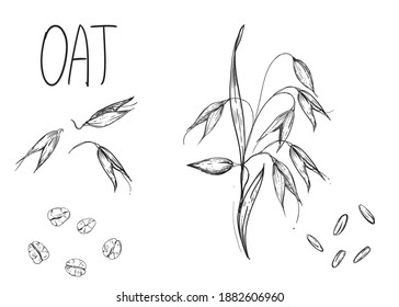 Hand drawn sketch black and white set of oat plant, grain, oatmeal, leaf. Vector. Elements in graphic style label, card, sticker, menu, package. Engraved style illustration.