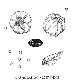 Hand drawn sketch black and white set of pepper, leaf, seeds. Vector illustration. Elements in graphic style label, card, sticker, menu, package. Engraved style illustration.