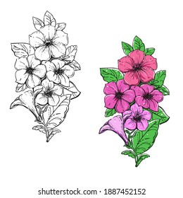 Hand drawn sketch black and white flowers petunia. Vector illustration. Elements in graphic style label, card, sticker, menu, package.