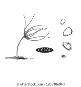 Hand drawn sketch black and white of cedar nut, leaf, seeds, sprout, shell. Vector illustration. Elements in graphic style label, card, sticker, menu, package. Engraved style illustration.