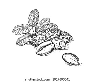 Hand drawn sketch black and white of peanut, grain, leaf. Vector illustration. Elements in graphic style label, card, sticker, menu, package. Engraved style illustration.