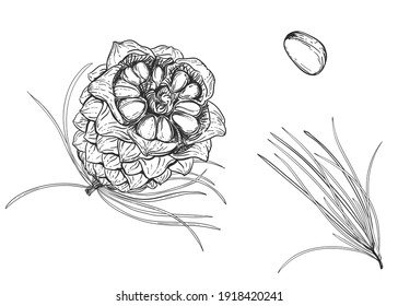 Hand drawn sketch black and white of cedar nut, leaf, seeds, pine. Vector illustration. Elements in graphic style label, card, sticker, menu, package. Engraved style illustration.