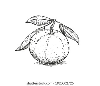 Hand drawn sketch black and white of mandarin, tangerine fruit, leaf. Vector illustration. Elements in graphic style label, card, sticker, menu, package. Engraved style illustration