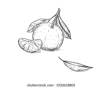 Hand drawn sketch black and white of mandarin, tangerine fruit, leaf. Vector illustration. Elements in graphic style label, card, sticker, menu, package. Engraved style illustration