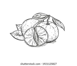 Hand drawn sketch black and white of mandarin, tangerine fruit, leaf, segment, slice. Vector illustration. Elements in graphic style label, card, sticker, menu, package. Engraved style illustration