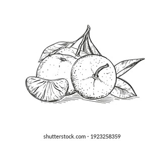 Hand drawn sketch black and white of mandarin, tangerine fruit, slice, leaf. Vector illustration. Elements in graphic style label, card, sticker, menu, package. Engraved style illustration.