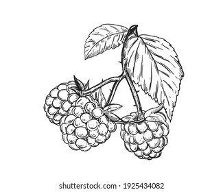 Esbozo dibujado a mano en blanco y negro de frambuesa, hoja, planta de berry. Ilustración vectorial. Elementos en etiqueta de estilo gráfico, tarjeta, etiqueta, menú, paquete. Ilustración de estilo grabada.