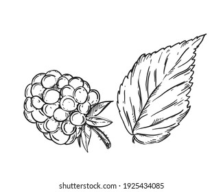 Hand drawn sketch black and white of raspberry, leaf, berry. Vector illustration. Elements in graphic style label, card, sticker, menu, package. Engraved style illustration.
