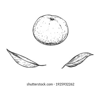 Handgezeichnete Skizze schwarz-weiß von Mandarin, Tangerine Frucht, Blatt. Vektorgrafik. Elemente in grafischer Stilbezeichnung, Karte, Aufkleber, Menü, Verpackung. Gravierte Stilgrafik.