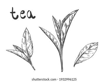 Hand drawn sketch black and white of tea green, black, leaf, plant. Vector illustration. Elements in graphic style label, card, sticker, menu, package. Engraved style illustration.