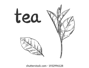 Hand drawn sketch black and white of tea green, black, leaf, plant. Vector illustration. Elements in graphic style label, card, sticker, menu, package. Engraved style illustration.