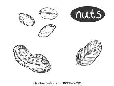 Hand drawn sketch black and white of nuts, peanut, grain, leaf. Vector illustration. Elements in graphic style label, card, sticker, menu, package. Engraved style illustration.