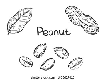 Hand drawn sketch black and white of nuts, peanut, grain, leaf. Vector illustration. Elements in graphic style label, card, sticker, menu, package. Engraved style illustration.