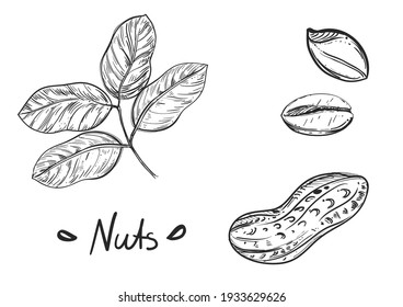 Hand drawn sketch black and white of nuts, peanut, grain, leaf. Vector illustration. Elements in graphic style label, card, sticker, menu, package. Engraved style illustration.